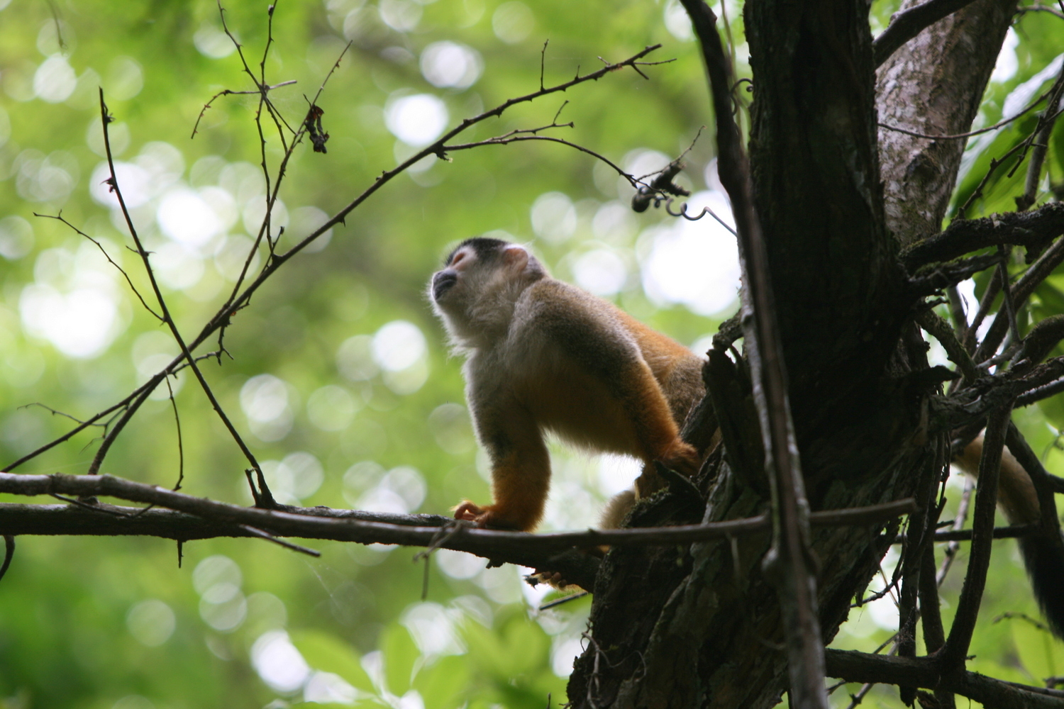 Costa Rica – the trip of a lifetime! Pura Vida!