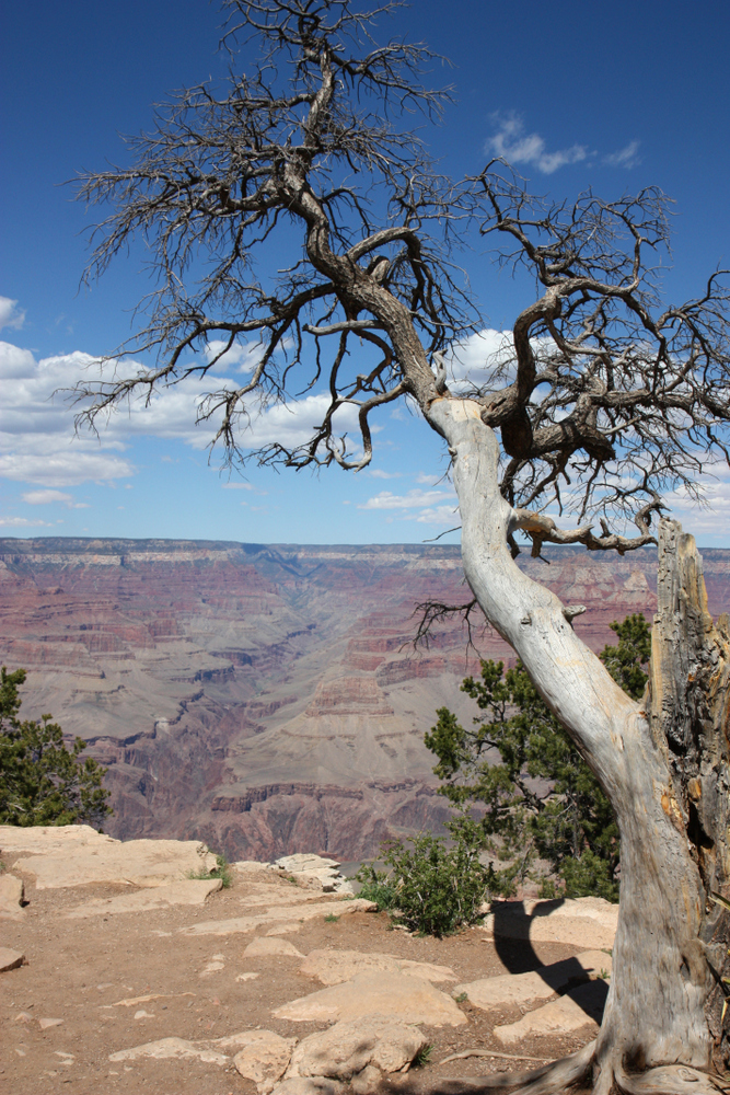 Grand Canyon + Bearizona