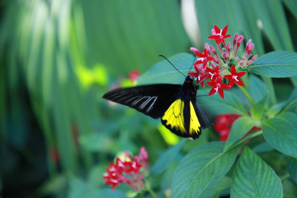 Butterflies (meeting our surrogate)